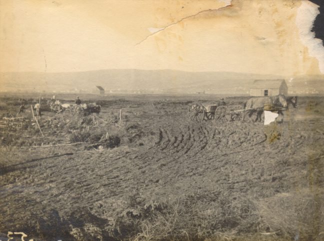 Construction d'aboiteau dans la région de Riverside-Albert (Chipoudie), dans le sud-est du Nouveau-Brunswick, 1902